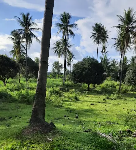Large Agricultural Lot for Sale in Sibulan (Dumaguete) — Agricultural Lot in Negros Oriental, Philippines — Photo 3