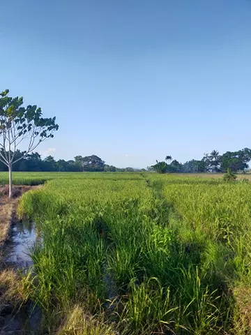 5.5 HECTARS FARMLAND ( RICEFIELD). ALONG HIGHWAY. SUGBAY UNO, DIMATALING, ZDS - photo 3
