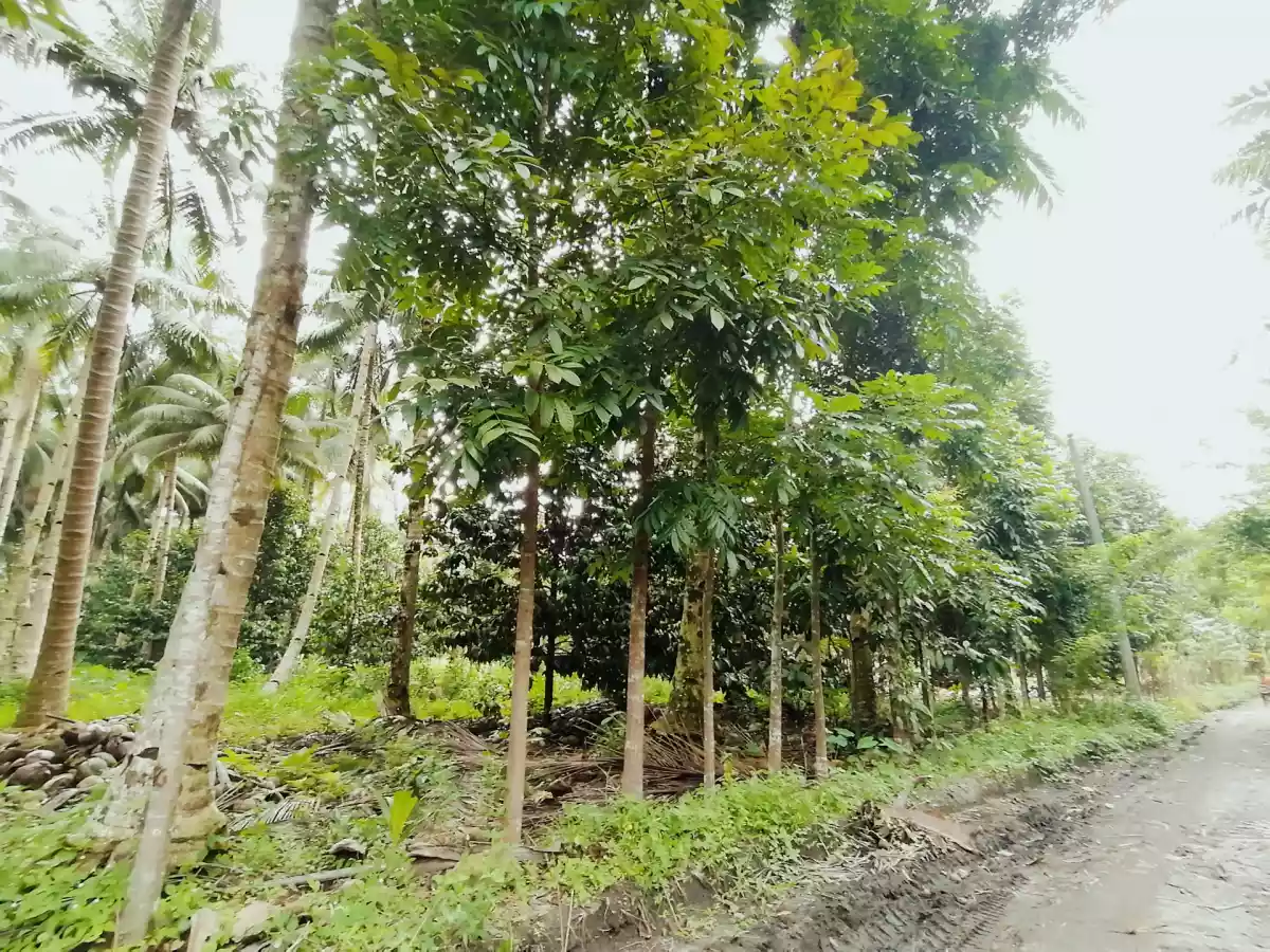 1 HECTARE FARM LOT IN TUPI — Agricultural Lot in South Cotabato, Philippines — Photo 2