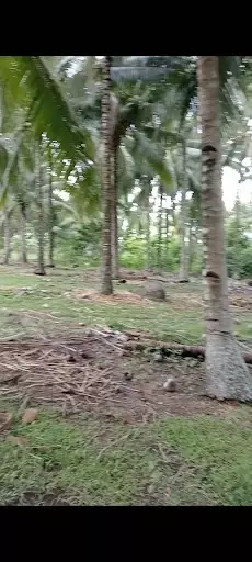 LOT FOR SALE IN DAUIN NEGROS? — Agricultural Lot in Dauin, Negros Oriental, Philippines — Photo 3