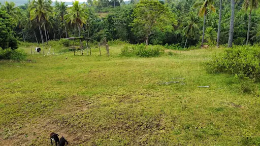 2 hectare farm lot property for sale in Oguis, Initao, Misamis Oriental
 - photo 4