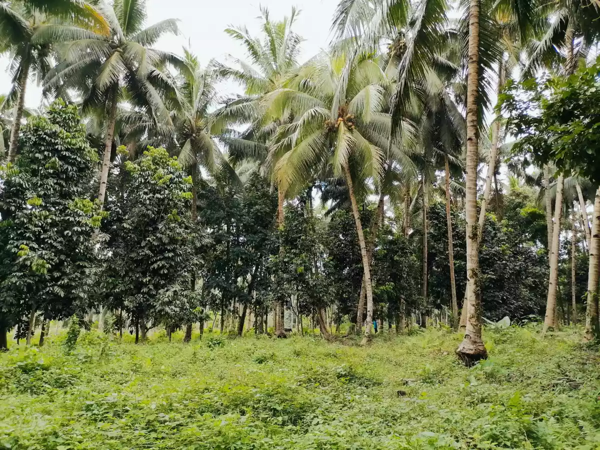 1 HECTARE FARM LOT IN TUPI