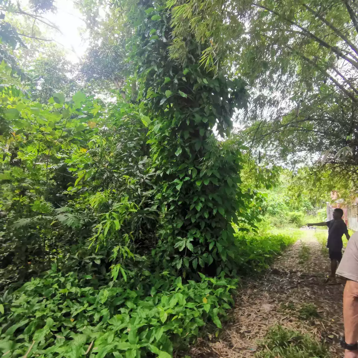 LOTS FOR SALE IN JANIUAY, ILOILO (with clean title each lot) — Residential Lot in Janiuay, Iloilo, Philippines — Photo 7