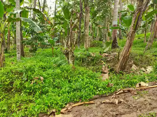 8,815sqm Farmland along the road — Agricultural Lot in Butuan City, Agusan Del Norte, Philippines — Photo 4