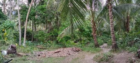 Lot for sale in Catmon — Residential Lot in Catmon, Cebu, Philippines — Photo 3