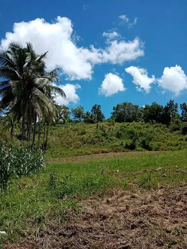 Very rush sale farm lot — Agricultural Lot in Cebu, Philippines — Photo 2
