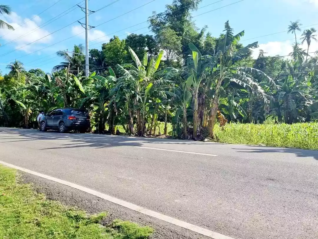Lot for sale in Ginatilan, Cebu — Agricultural Lot in Ginatilan, Cebu, Philippines — Photo 4