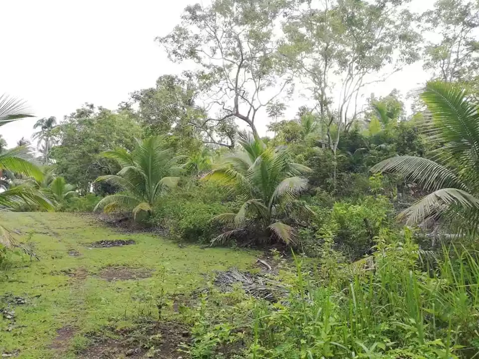 Farm Lot — Agricultural Lot in Bohol, Philippines — Photo 4