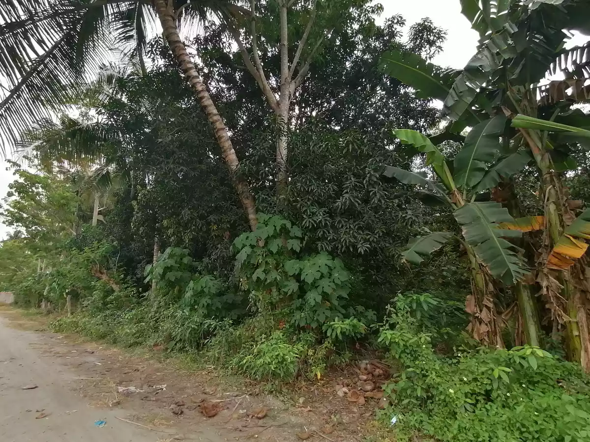 Katangawan Lot - photo 5