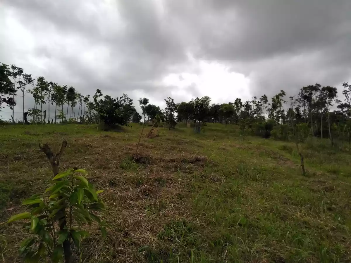 Casile HOT farm lot - photo 3