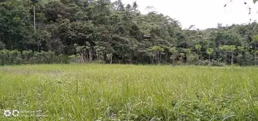 Very rush sale farm lot — Agricultural Lot in Sogod, Cebu, Philippines — Photo 3