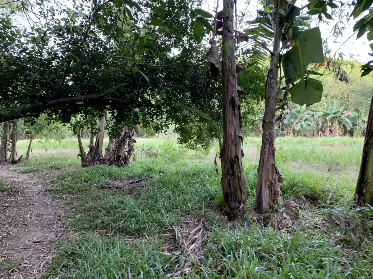 Lataban  Liloan lot for sale  - photo 5