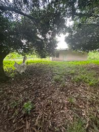 1 HECTARE MANGO FARM — Agricultural Lot — Photo 6