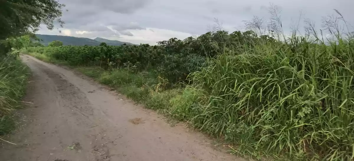 12 Hectares Land in Brgy. Mabuhay  - photo 3