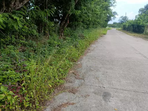 Overlooking Lot for Sale in Zamboanguita — Agricultural Lot in Zamboanguita, Negros Oriental, Philippines — Photo 3