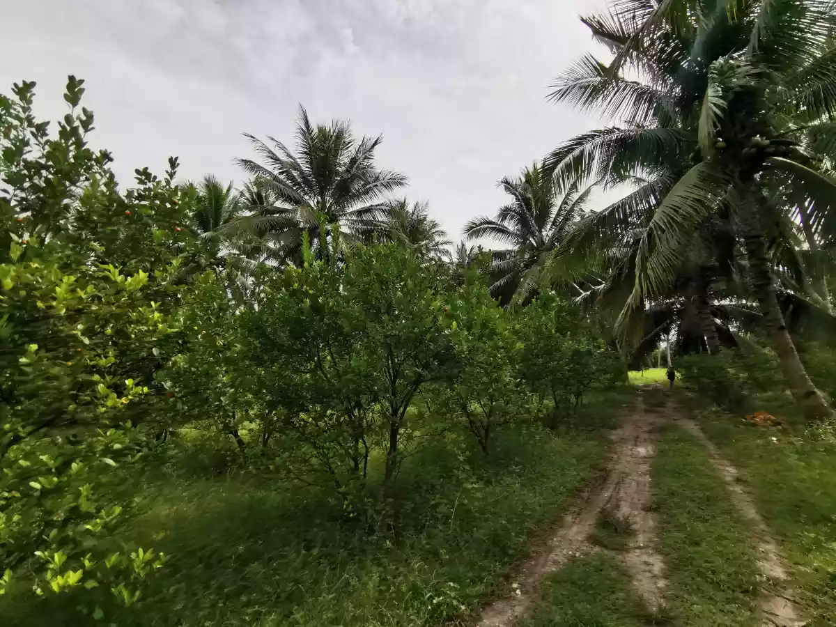 3 Hectares Farm Lot in Katanggawan — Agricultural Lot in General Santos City, South Cotabato, Philippines — Photo 4