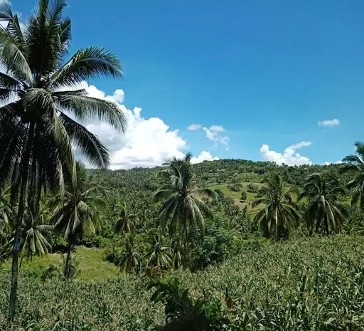 Open photo 23 of 27 — Very rush sale farm lot