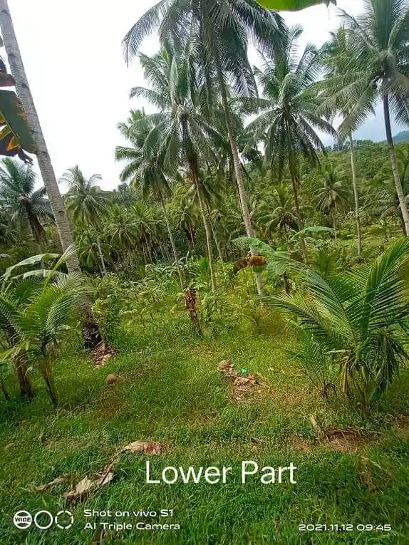 Agricultural Lot for Sale at pho500 per sq.m - photo 4