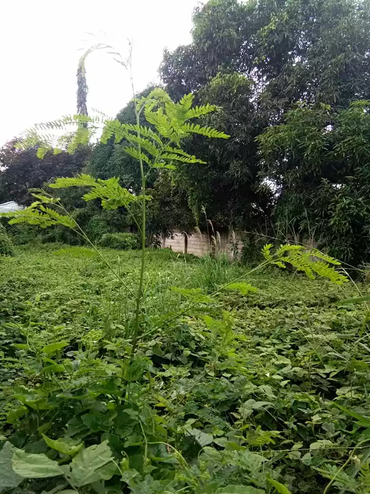 Along National Road Residential Lot — Residential Lot in Negros Oriental, Philippines — Photo 4