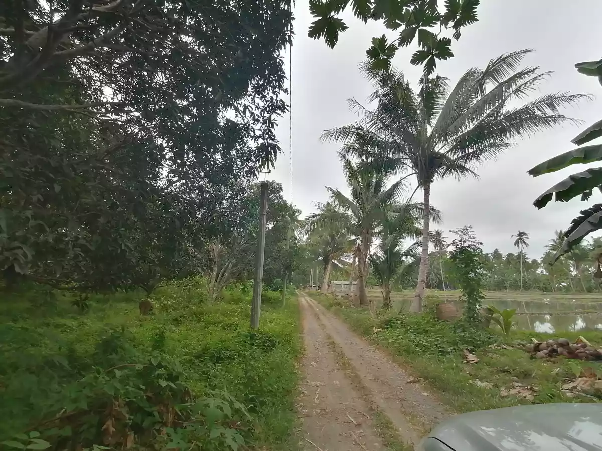 Katangawan Lot - photo 4