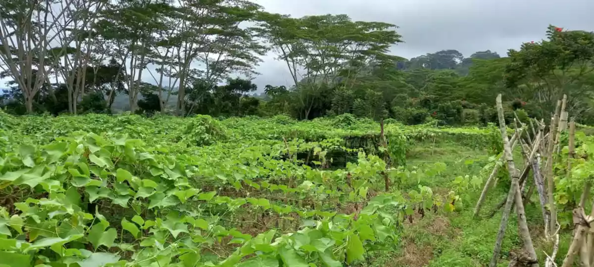 4.5 hectares Farm Lot for Sale in Kaatuan, Lantapan, Bukidnon — Agricultural Lot in Lantapan, Bukidnon, Philippines — Photo 5