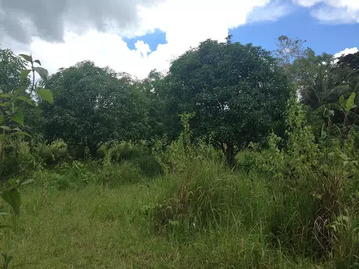 Open photo 12 of 13 — FARM LOT IN BARILI FOR SALE