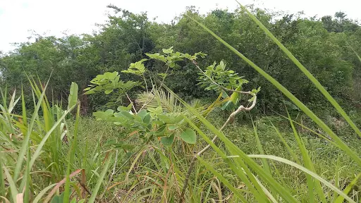 Land Farm 3,348,540.00 (For Sale) — Space in Talisay, Cebu, Philippines — Photo 6