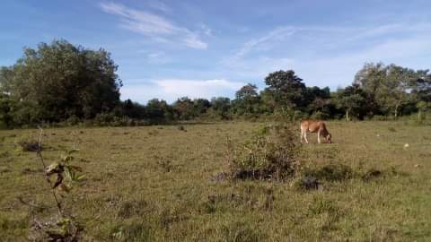 LOT FOR SALE - PANGLAO, BOHOL - photo 5