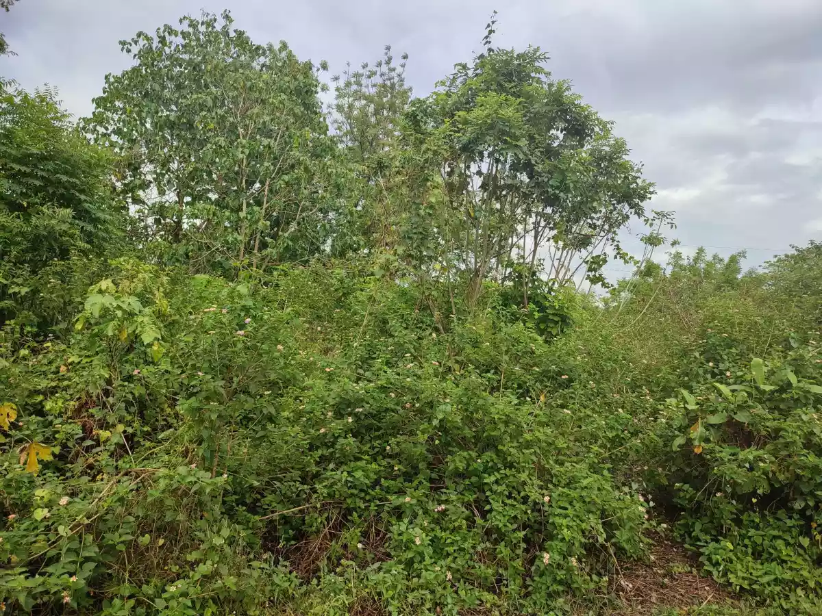 RESIDENTIAL LOT FOR SALE — Residential Lot in General Santos City, South Cotabato, Philippines — Photo 7