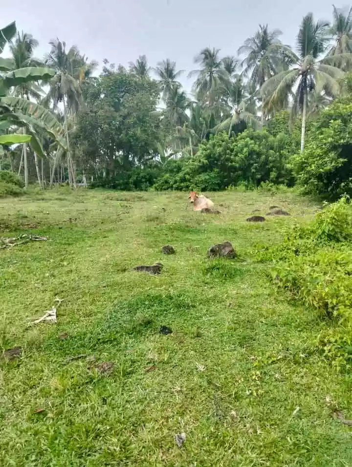 Lot For Sale — Agricultural Lot in Sibulan, Oriental Negros, Philippines — Photo 5