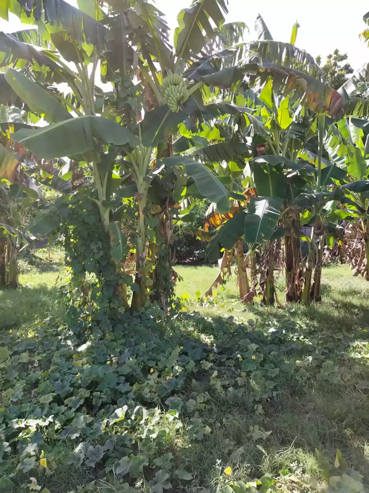 Affordable lot for sale - photo 7