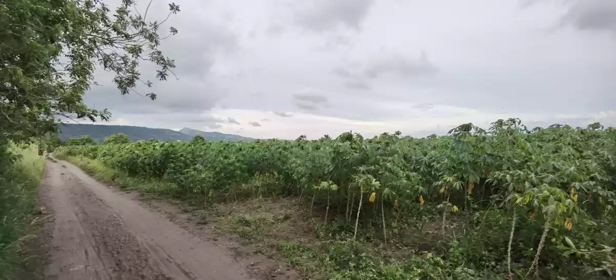 12 Hectares Land in Brgy. Mabuhay  - photo 7