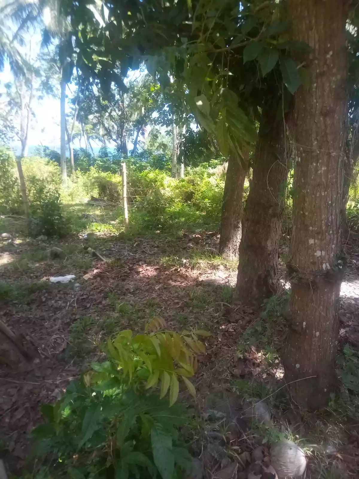 Maayong tubig dauin near the beach lot - photo 4