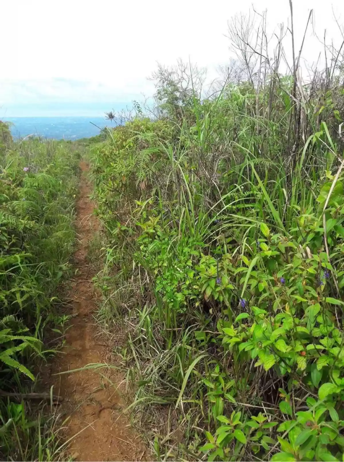 30 hectares Agricultural Land for Sale - photo 4