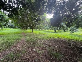 1 HECTARE MANGO FARM