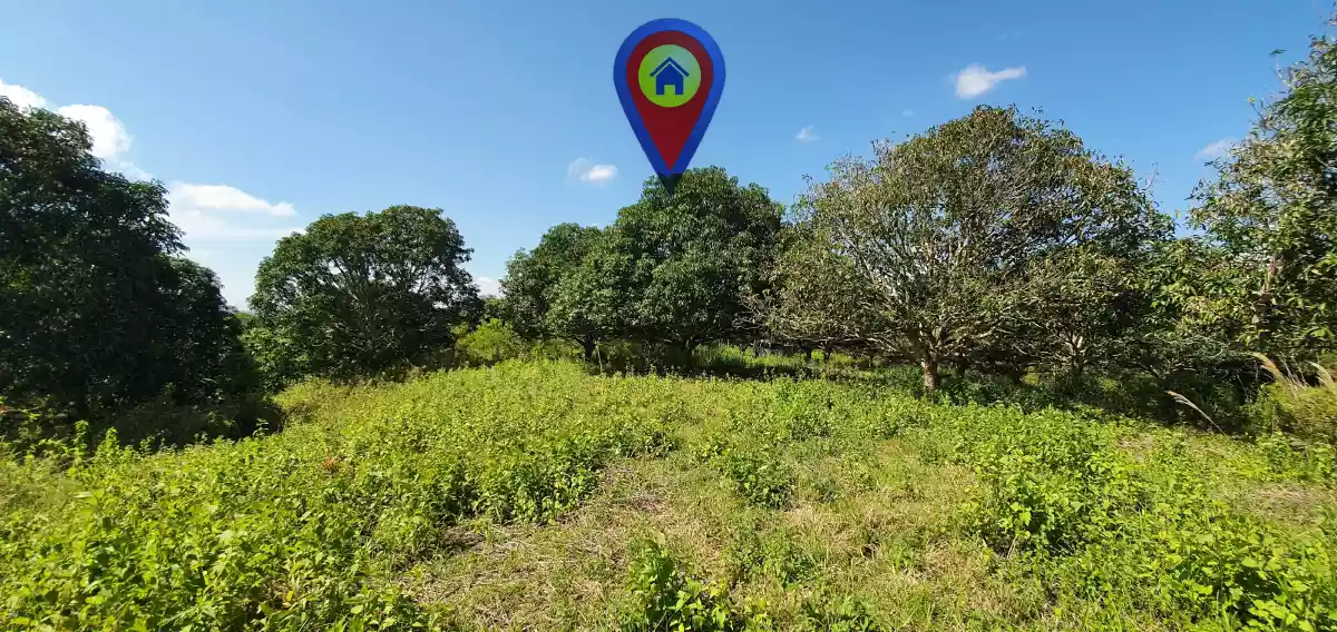 Mango Farm - Tinagacan Area  - photo 4