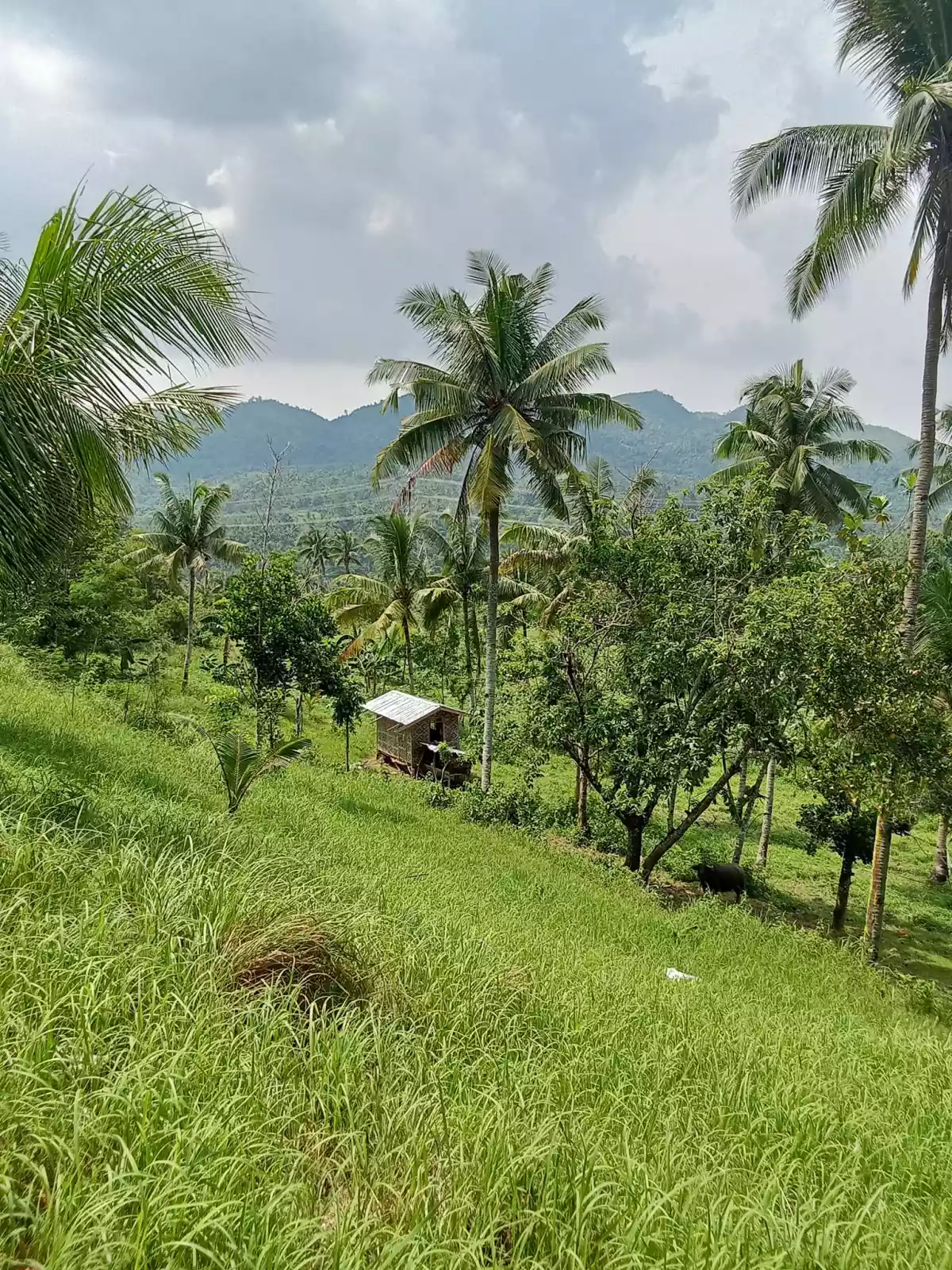 Open photo 19 of 22 — 3.5 hectares agricultural land for sale in Balungag San Fernando Cebu