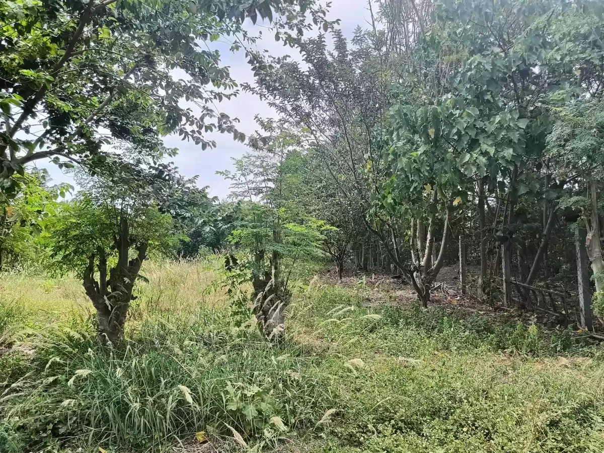 500SQM LOT PROPERTY FOR SALE AT BRGY. SAN ISIDRO — Residential Lot in General Santos City, South Cotabato, Philippines — Photo 3