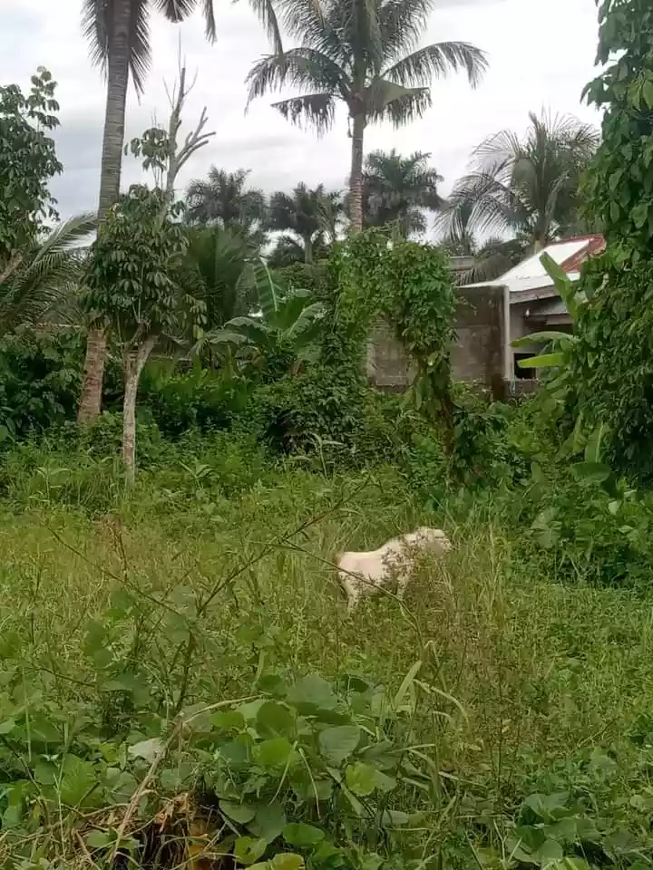 RESIDENTIAL LOT FOR SALE IN APOKON - photo 6