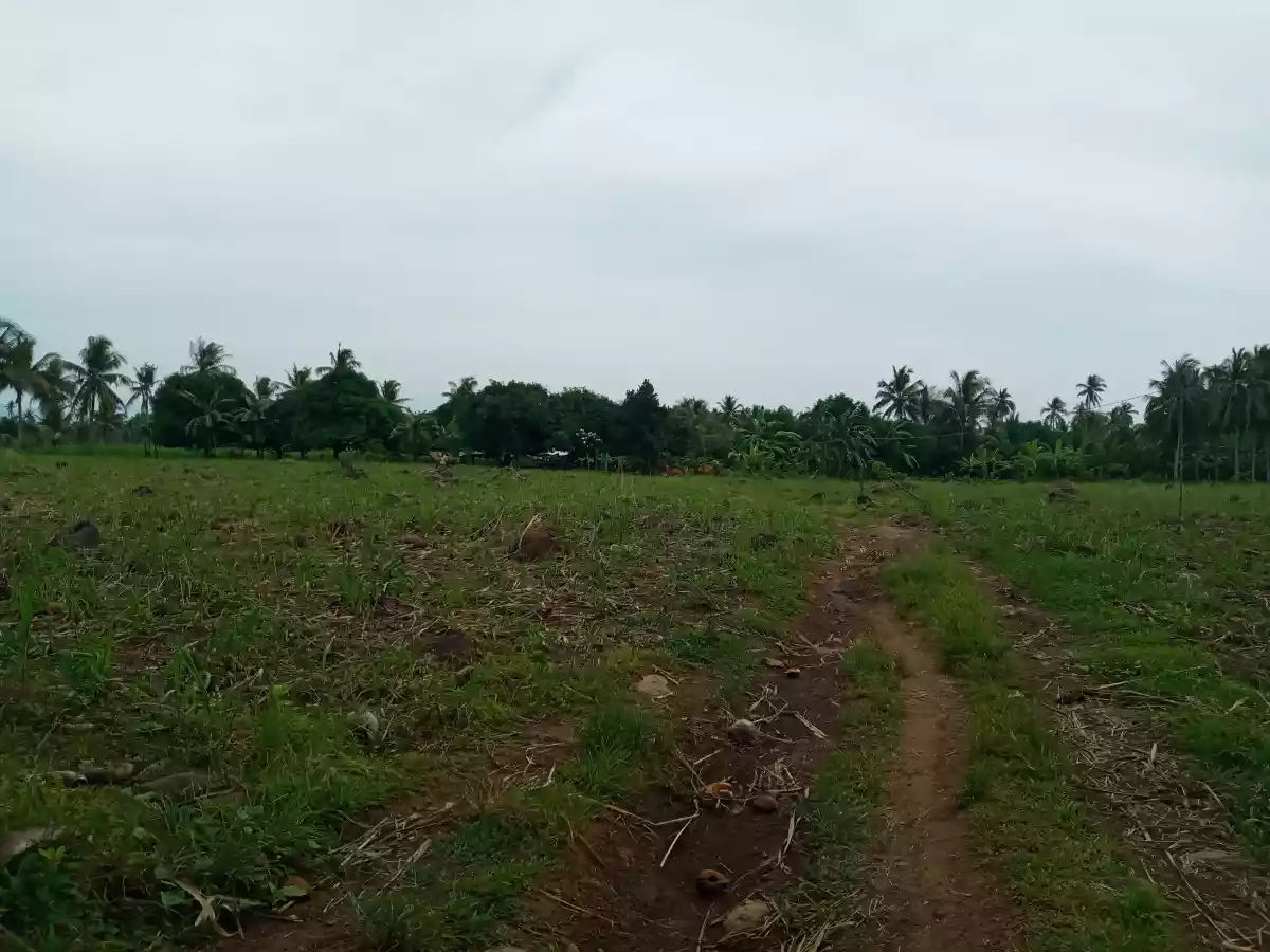 1.9 Hectares Jantianon, Amlan Negros Oriental - photo 4