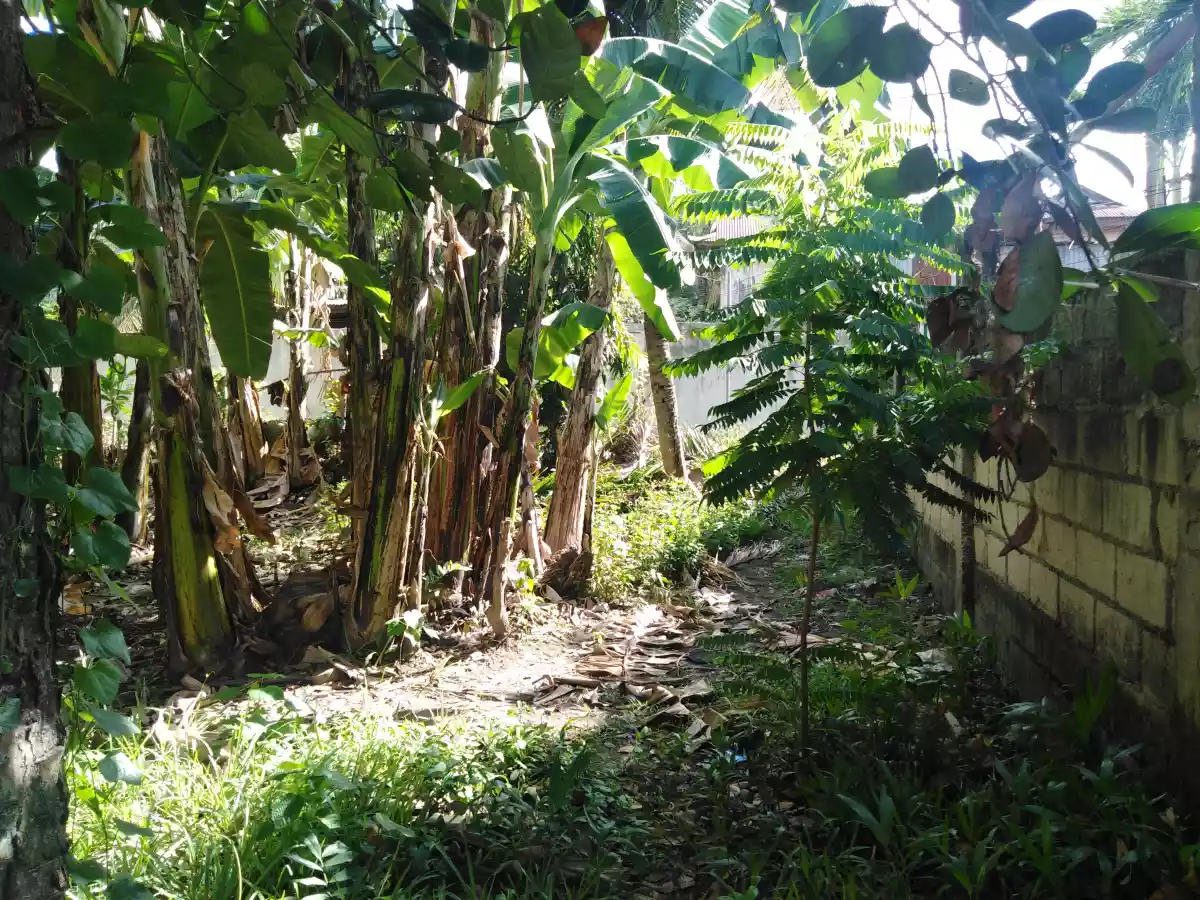 _Lot for SALE!  in Talamban, Cebu City.... 1,000 + sqm. affordable lot 18,900/sqm. - photo 6