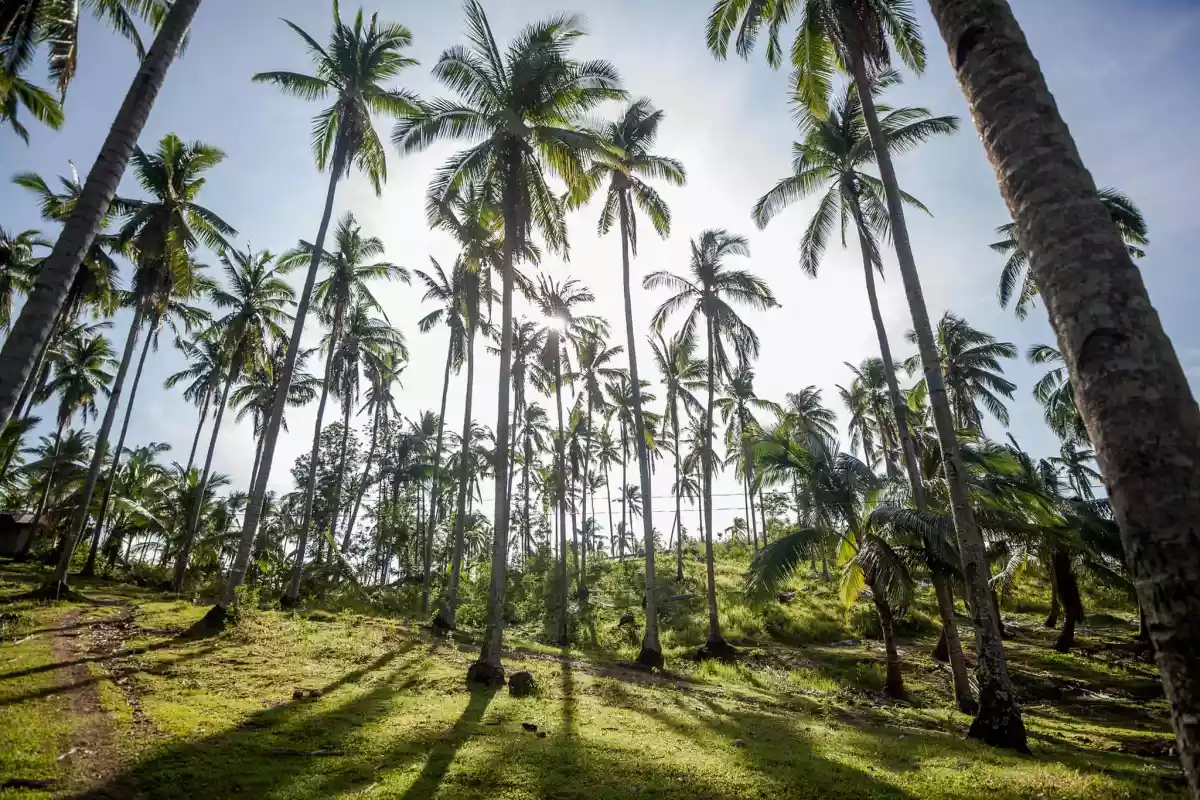 Overlooking Clean Title Lot for Sale in Bangcal,Jimalalud, Negros Oriental — Agricultural Lot in Jimalalud, Negros Oriental, Philippines — Photo 7