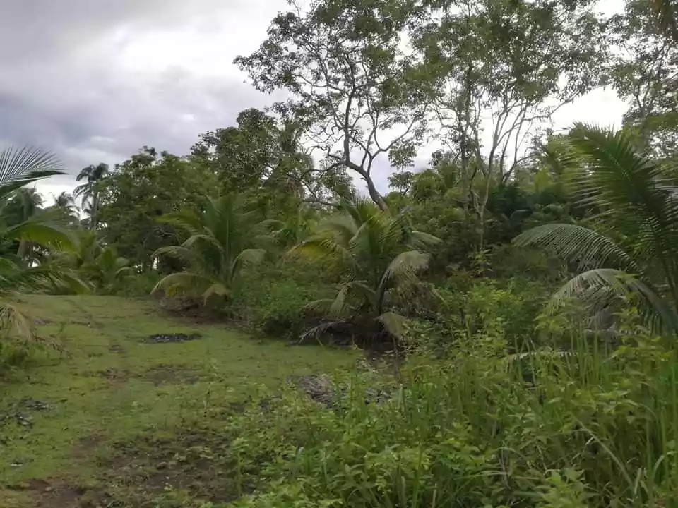 Farm Lot — Agricultural Lot in Bohol, Philippines — Photo 3