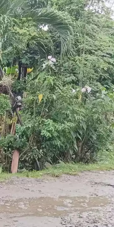 RUSH SALE TALAY LOT ONLY — Residential Lot in Dumaguete, Negros Oriental, Philippines — Photo 4