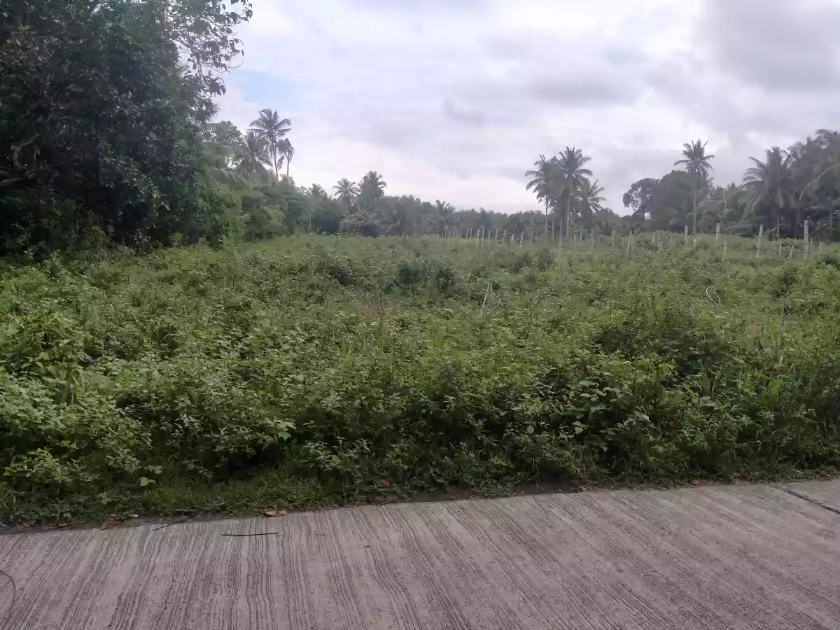 LOT FOR SALE IN BACONG, NEGROS ORIENTAL - photo 4