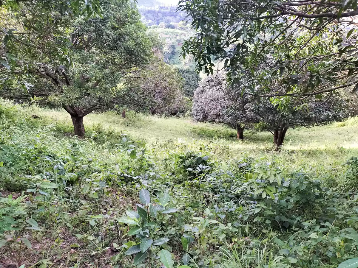 Farmlot - photo 4
