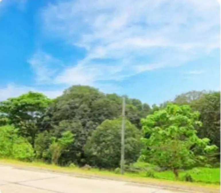 Lot For Sale in Alicia, Bohol — Agricultural Lot in Bohol, Philippines — Photo 5