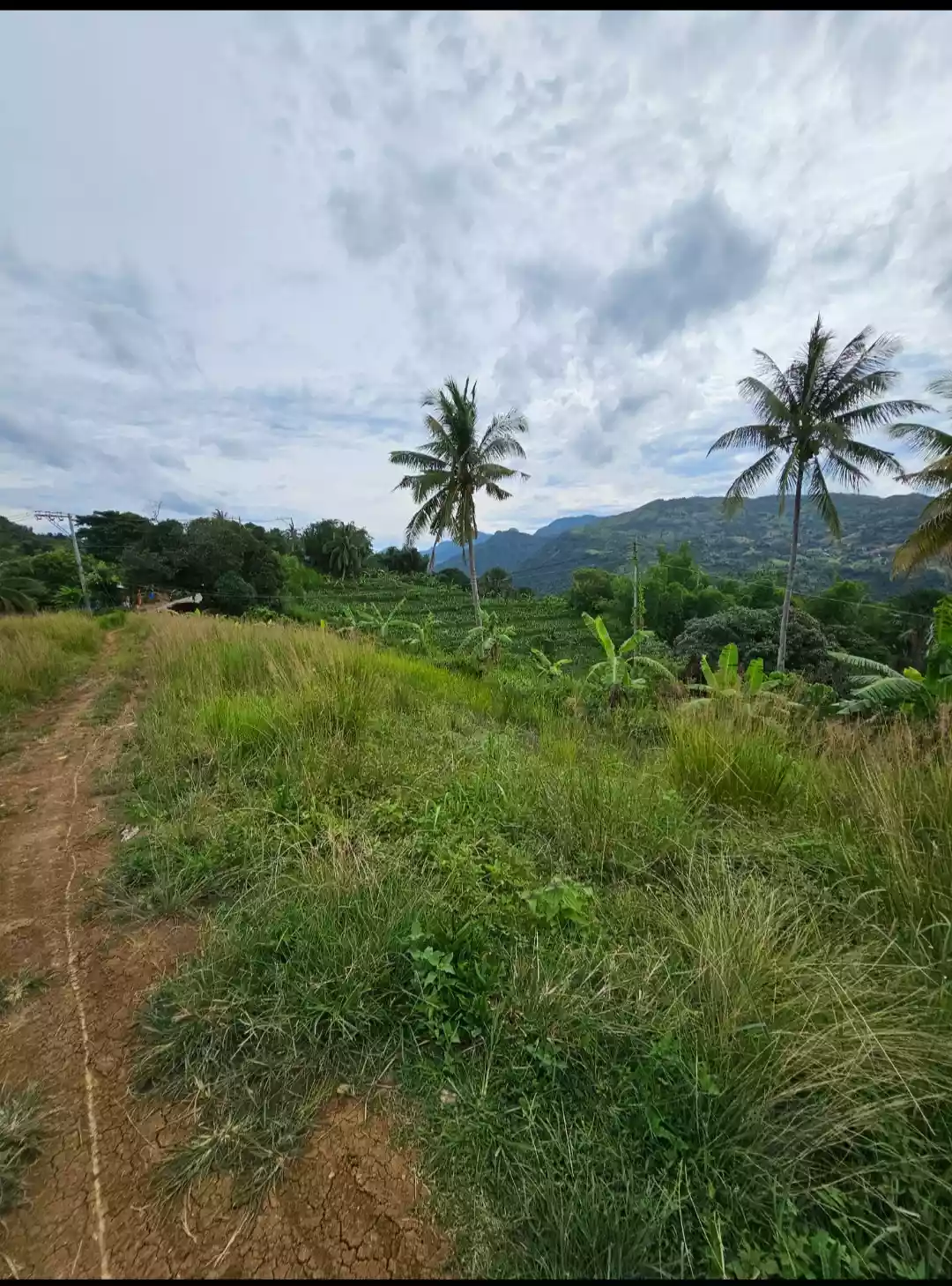 AGRICULTURAL LOT FOR SALE IN LUSARAN CEBU CITY 130,317 SQM.  - photo 6