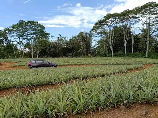 Open photo 12 of 13 — Lot for sell at Pongol, libona ,Bukidnon 
