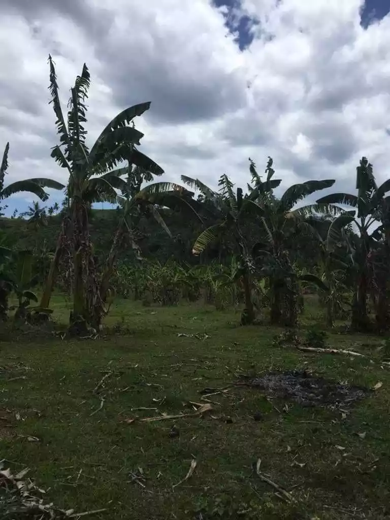 _LOT FOR SALE!  Carmen, Toledo City, Cebu...5.1 Hectares along brgy. Road  - photo 4